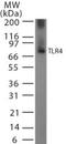 Toll Like Receptor 4 antibody, TA337068, Origene, Western Blot image 