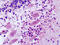 Frizzled Class Receptor 8 antibody, TA340943, Origene, Immunohistochemistry paraffin image 