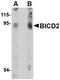 BICD Cargo Adaptor 2 antibody, orb75017, Biorbyt, Western Blot image 