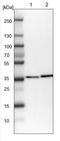 DnaJ Heat Shock Protein Family (Hsp40) Member B14 antibody, NBP1-82240, Novus Biologicals, Western Blot image 