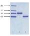 Natriuretic Peptide B antibody, NB120-14712, Novus Biologicals, Western Blot image 
