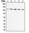 Ubiquitin-like modifier-activating enzyme 7 antibody, LS-C352968, Lifespan Biosciences, Western Blot image 