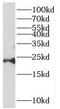 Receptor expression-enhancing protein 6 antibody, FNab07232, FineTest, Western Blot image 