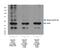 Cell Division Cycle Associated 7 Like antibody, NBP2-46198, Novus Biologicals, Western Blot image 