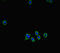 XK Related 8 antibody, LS-C680047, Lifespan Biosciences, Immunofluorescence image 