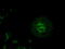 Keratin 8 antibody, TA500216, Origene, Immunofluorescence image 