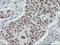 Sentrin-specific protease 2 antibody, LS-C175134, Lifespan Biosciences, Immunohistochemistry frozen image 
