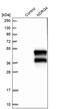 Protein NDRG4 antibody, PA5-53299, Invitrogen Antibodies, Western Blot image 