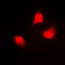 Mitogen-Activated Protein Kinase Kinase 4 antibody, LS-C352839, Lifespan Biosciences, Immunofluorescence image 