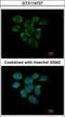 Ribosomal Protein L7a antibody, GTX114727, GeneTex, Immunocytochemistry image 