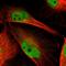 Cell Growth Regulator With Ring Finger Domain 1 antibody, HPA002930, Atlas Antibodies, Immunofluorescence image 