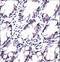 Phospholipase A And Acyltransferase 5 antibody, LS-C165011, Lifespan Biosciences, Immunohistochemistry frozen image 