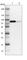 Lipoma-preferred partner antibody, HPA017342, Atlas Antibodies, Western Blot image 
