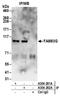Family With Sequence Similarity 83 Member G antibody, A304-282A, Bethyl Labs, Immunoprecipitation image 