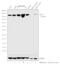 Ubiquitin Specific Peptidase 7 antibody, PA5-34911, Invitrogen Antibodies, Western Blot image 