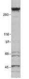 E1A Binding Protein P300 antibody, MA1-16622, Invitrogen Antibodies, Western Blot image 