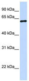 Cleavage Stimulation Factor Subunit 2 antibody, TA345769, Origene, Western Blot image 