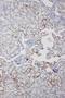 Amyloid P Component, Serum antibody, PB9020, Boster Biological Technology, Immunohistochemistry frozen image 