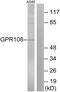G Protein-Coupled Receptor 108 antibody, GTX87178, GeneTex, Western Blot image 