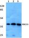 X-Ray Repair Cross Complementing 4 antibody, A00787, Boster Biological Technology, Western Blot image 