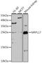 Mitochondrial Ribosomal Protein L17 antibody, 16-131, ProSci, Western Blot image 