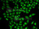RB Binding Protein 4, Chromatin Remodeling Factor antibody, A1490, ABclonal Technology, Immunofluorescence image 