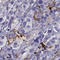 GPR50 antibody, HPA049862, Atlas Antibodies, Immunohistochemistry frozen image 