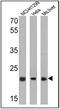 Proteasome Subunit Beta 5 antibody, PA1-977, Invitrogen Antibodies, Western Blot image 