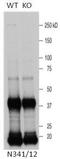 Leucine-rich repeat serine/threonine-protein kinase 1 antibody, 73-347, Antibodies Incorporated, Western Blot image 