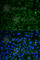 Lysosomal Associated Membrane Protein 1 antibody, A2582, ABclonal Technology, Immunofluorescence image 