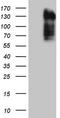 Phosphatidate phosphatase LPIN3 antibody, TA805556, Origene, Western Blot image 