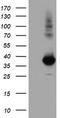 Monoglyceride Lipase antibody, TA502888, Origene, Western Blot image 
