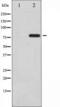 PHF-tau antibody, TA325671, Origene, Western Blot image 