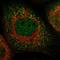 Translocase Of Outer Mitochondrial Membrane 34 antibody, HPA018845, Atlas Antibodies, Immunofluorescence image 