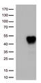 CD134 antibody, CF812357, Origene, Western Blot image 