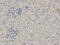 Fibrinogen Beta Chain antibody, A01204, Boster Biological Technology, Immunohistochemistry frozen image 