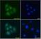 Kinesin Family Member 4A antibody, orb18420, Biorbyt, Immunofluorescence image 