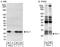 Parkinsonism Associated Deglycase antibody, A300-744A, Bethyl Labs, Immunoprecipitation image 