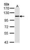 Polo Like Kinase 4 antibody, PA5-29373, Invitrogen Antibodies, Western Blot image 