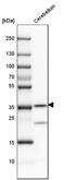 Carbonic Anhydrase 8 antibody, HPA024748, Atlas Antibodies, Western Blot image 