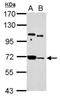Ubiquitin Associated And SH3 Domain Containing B antibody, NBP2-20523, Novus Biologicals, Western Blot image 