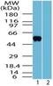 Olfactomedin 4 antibody, TA336996, Origene, Western Blot image 