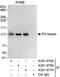 DNA Polymerase Kappa antibody, A301-976A, Bethyl Labs, Immunoprecipitation image 