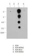 Histone Cluster 2 H3 Family Member D antibody, NB21-1254, Novus Biologicals, Dot Blot image 