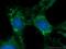 Metastasis-suppressor KiSS-1 antibody, 18375-1-AP, Proteintech Group, Immunofluorescence image 