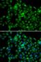 Probable N-acetyltransferase 8B antibody, orb373566, Biorbyt, Immunofluorescence image 