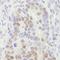 Protein RCC2 antibody, IHC-00155, Bethyl Labs, Immunohistochemistry paraffin image 