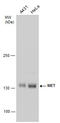 c-met antibody, GTX631993, GeneTex, Western Blot image 