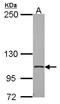 Integrin Subunit Alpha 2b antibody, LS-C186328, Lifespan Biosciences, Western Blot image 