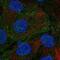 Discs Large MAGUK Scaffold Protein 5 antibody, PA5-64881, Invitrogen Antibodies, Immunofluorescence image 